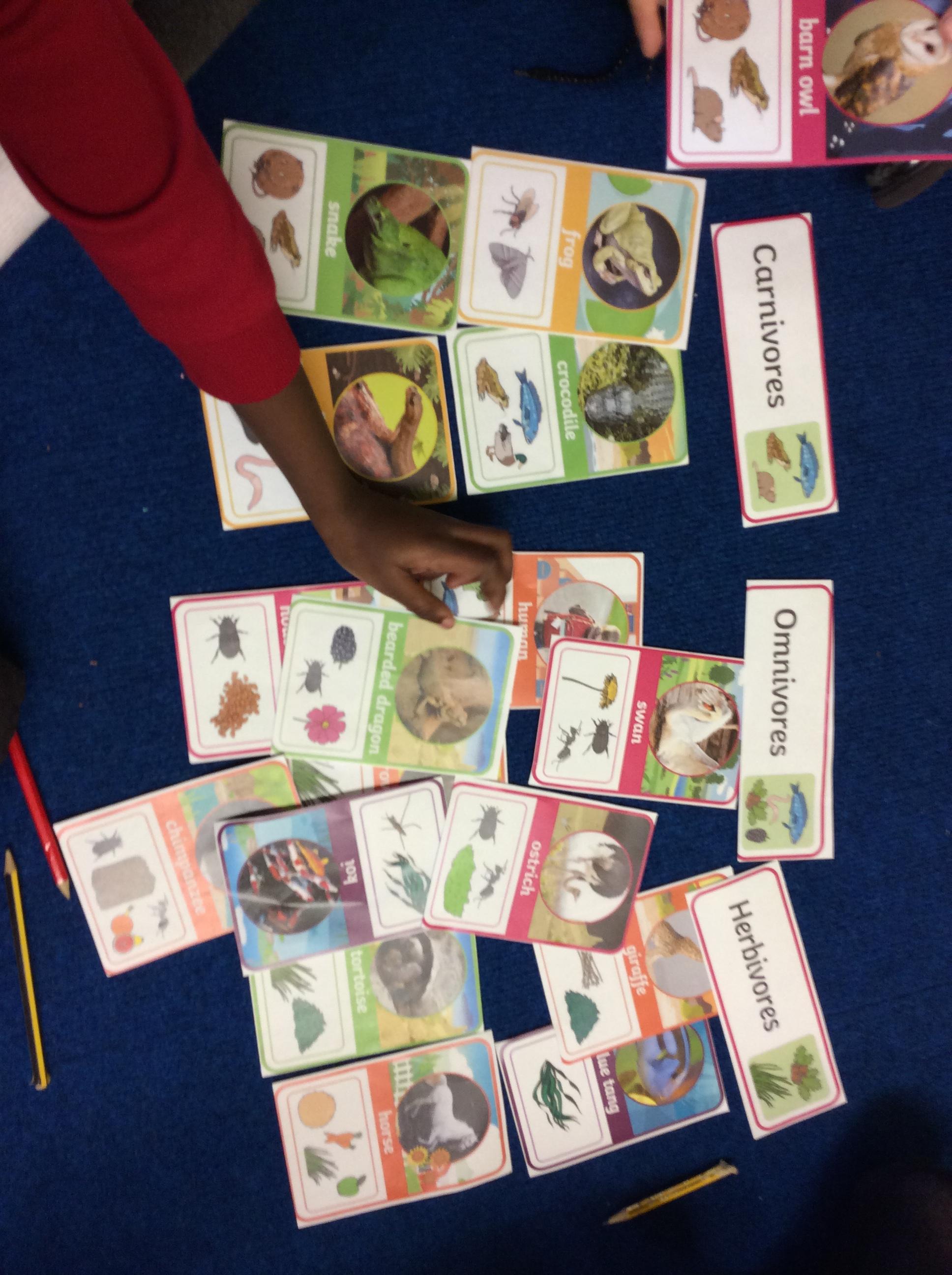 We sorted the animals into carnivores, herbivores and omniivores